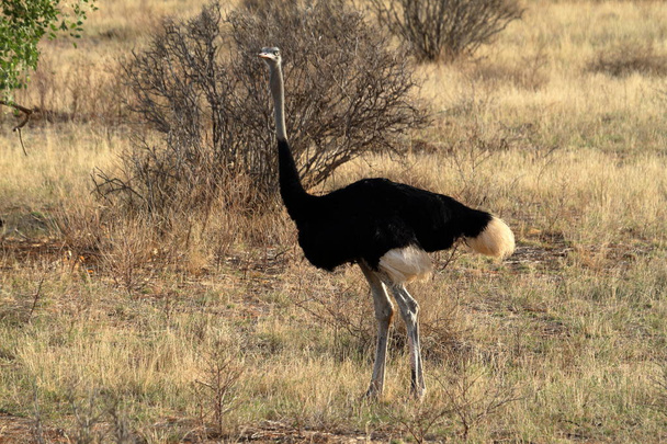 El avestruz pájaro en la sabana africana en Kania
 - Foto, imagen