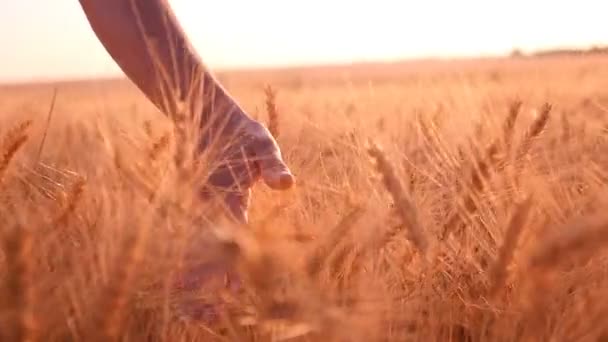Female hand touches upon the spikes of ripe wheat in summer in slow motion - Footage, Video