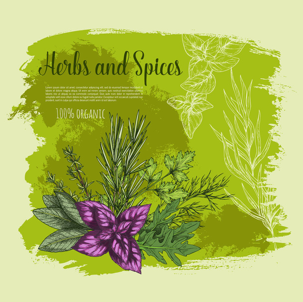 Βοτάνων και μπαχαρικών με φρέσκα φύλλα σκίτσο αφίσα - Διάνυσμα, εικόνα