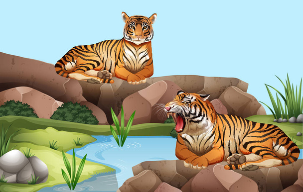 Dva tygři u rybníka - Vektor, obrázek