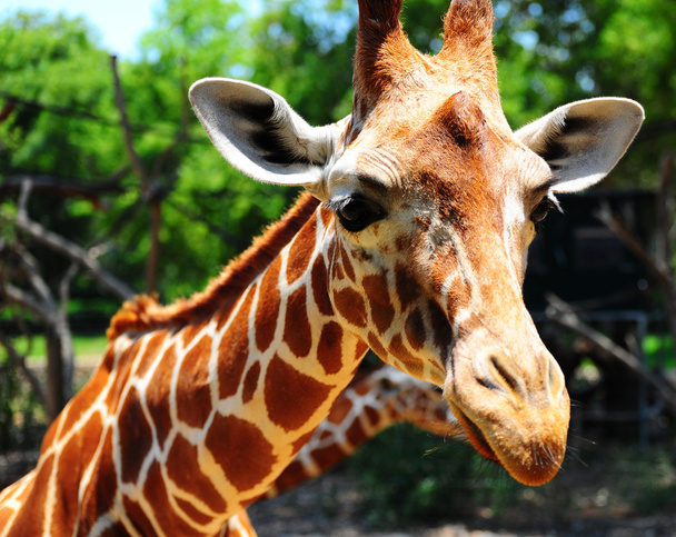 Giraffe - Φωτογραφία, εικόνα