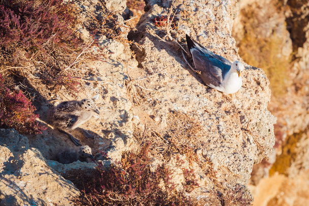 Пташенята на скелі крупним планом
 - Фото, зображення