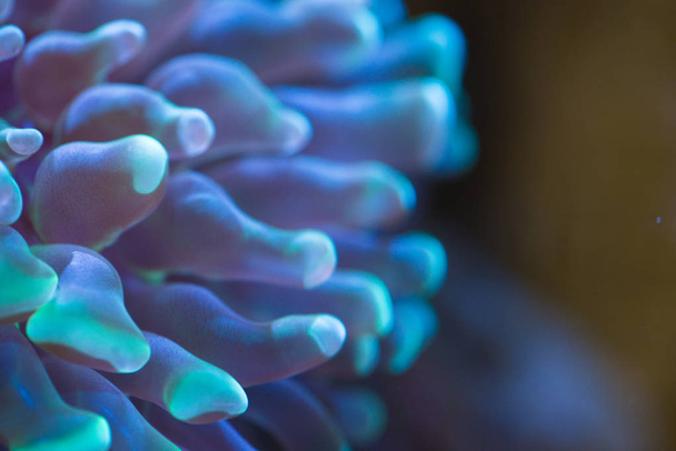 Coralli oceanici colorati
 - Foto, immagini