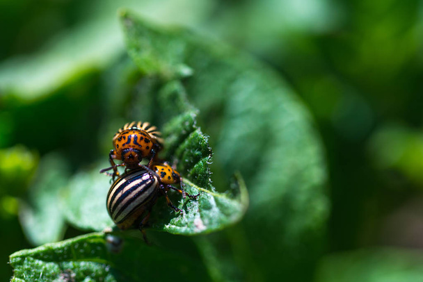 rovar bogár - Fotó, kép