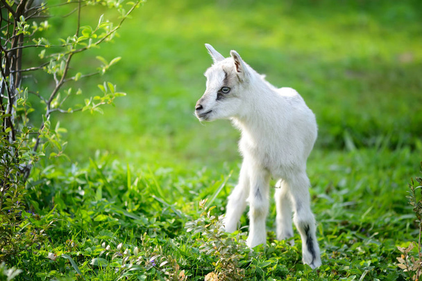 White baby goat standing on green lawn on a sunny day - Photo, Image