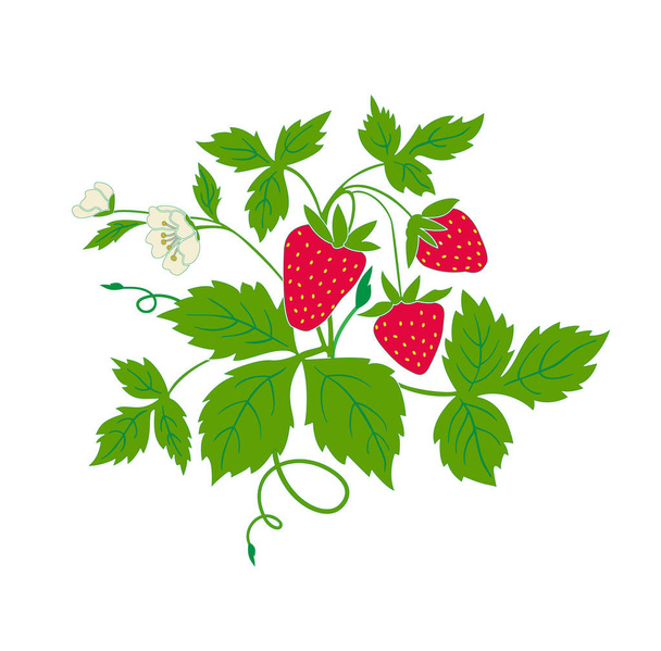 strawberry with  fruits  - Vettoriali, immagini