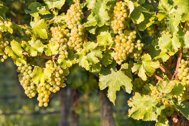 ripe white Riesling grapes on vine in vineyard - Photo, Image