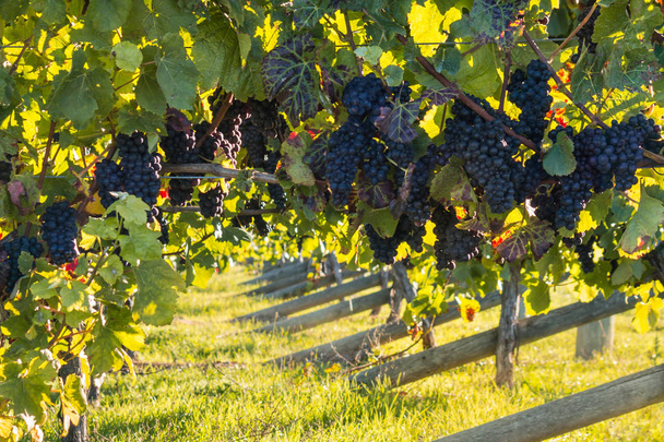 стиглий червоний виноград на винограднику
 - Фото, зображення