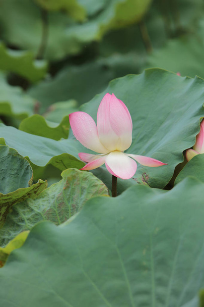 Flor de loto con hermosa en el día de lluvia
 - Foto, imagen