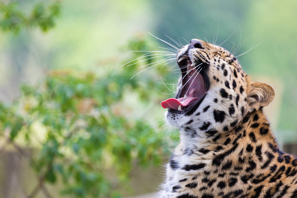 Vista lateral de un bostezo de leopardo
 - Foto, imagen