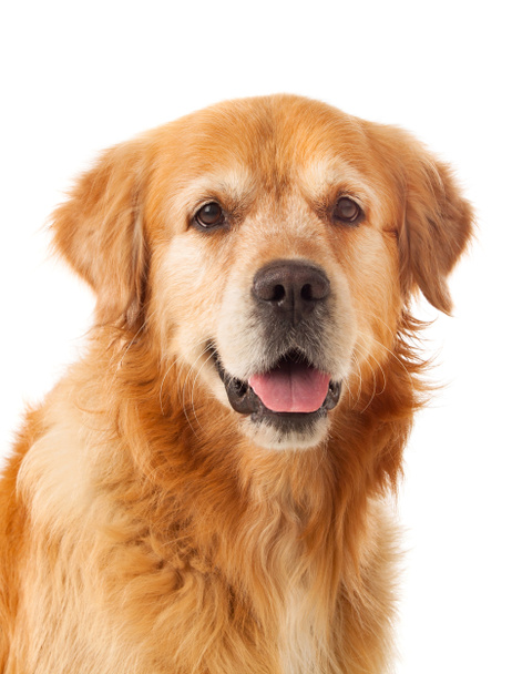Güzel golden retriever köpeği - Fotoğraf, Görsel