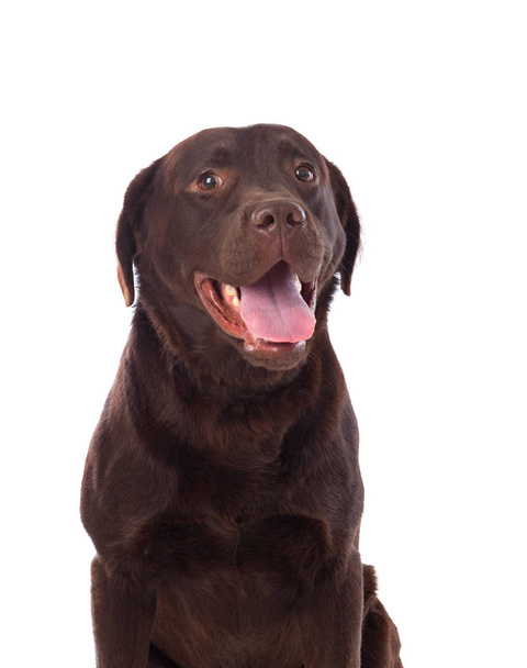 Όμορφο μαύρο σκυλί λαμπραντόρ - Φωτογραφία, εικόνα