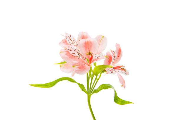 Alstroemeria kauneus kukka
  - Valokuva, kuva