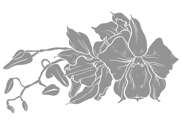 branch of orchid - Vektor, kép