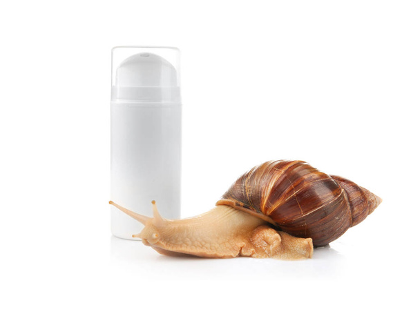 Giant Achatina snail and cosmetic product  - Zdjęcie, obraz