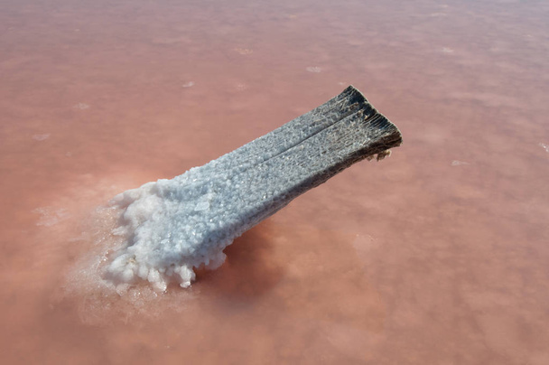 Słone jezioro z soli drewno pokryte - Zdjęcie, obraz