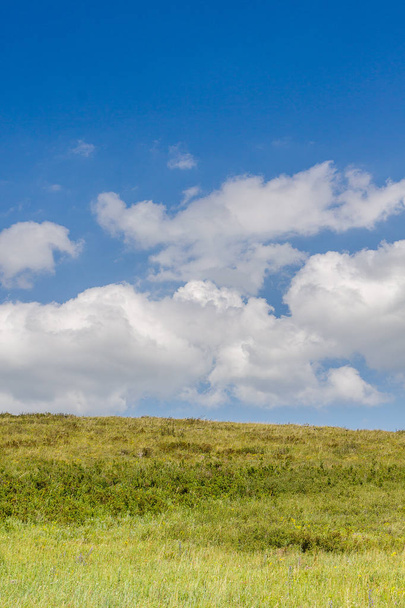Yellow-green hill and sky with clouds. Wild grasses. - Photo, Image