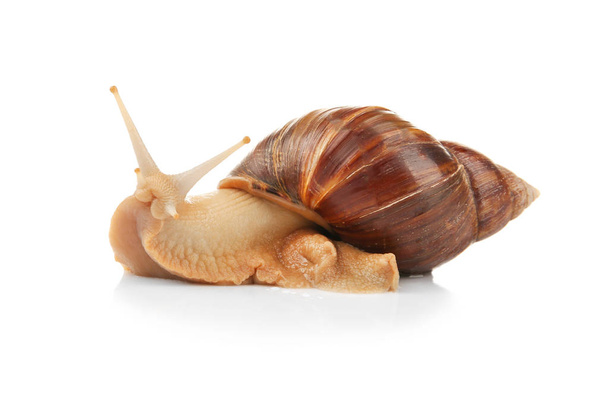 Giant Achatina snail  - Zdjęcie, obraz