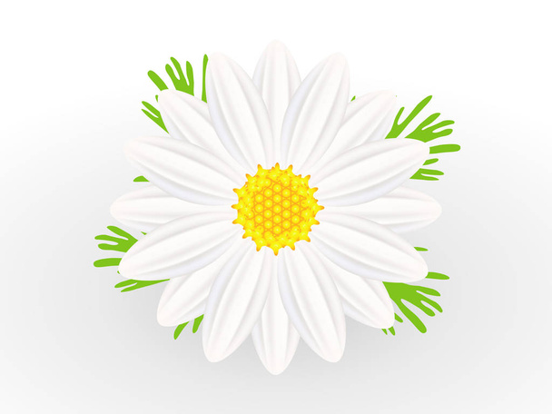 カモミールの花と葉に孤立した白い背景. - ベクター画像