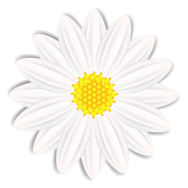 flor de camomila isolada sobre fundo branco. - Vetor, Imagem