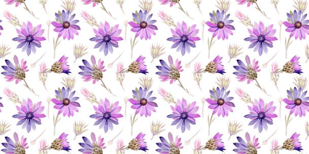 Wildflower slaměnka květinový vzor ve stylu akvarelu. - Fotografie, Obrázek
