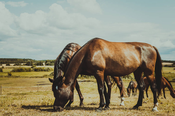Brown wild horse on meadow idyllic field - Valokuva, kuva