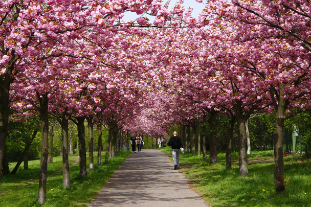 Hermosa flor de cerezo
 - Foto, imagen
