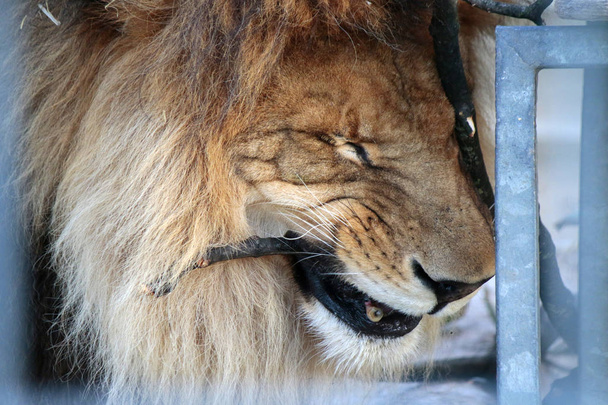 портрет льва в Берлинском зоопарке
 - Фото, изображение