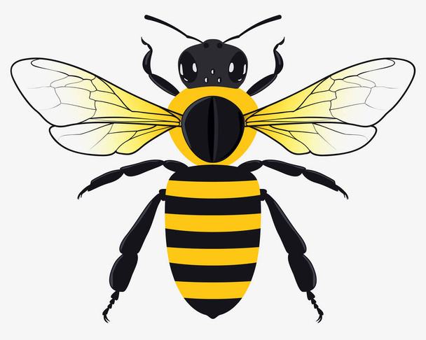 Ilustración detallada del vector abeja miel
 - Vector, Imagen