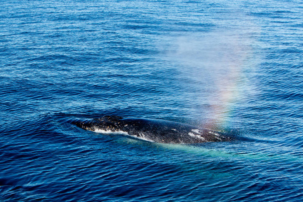 Горбатий кит наплавлення й напилювання води через раковин - r - Фото, зображення