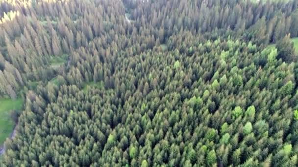 Aerial shot of green forest - Materiaali, video