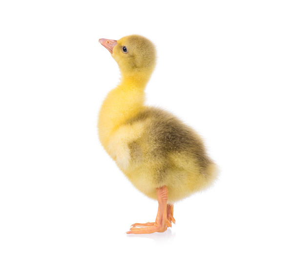Cute newborn gosling - Photo, Image