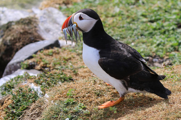 Altantic Puffin from the Farne Islands in Northumbria - Photo, Image