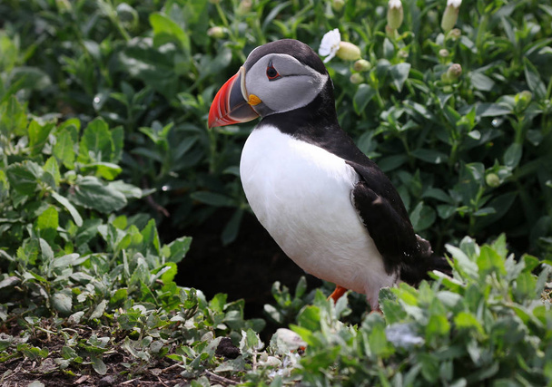 Altantic Puffin from the Farne Islands in Northumbria - Photo, Image