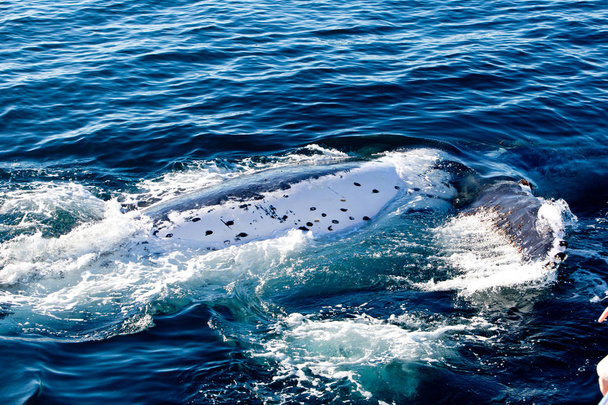 Baleia jubarte rolando na água na superfície
 - Foto, Imagem