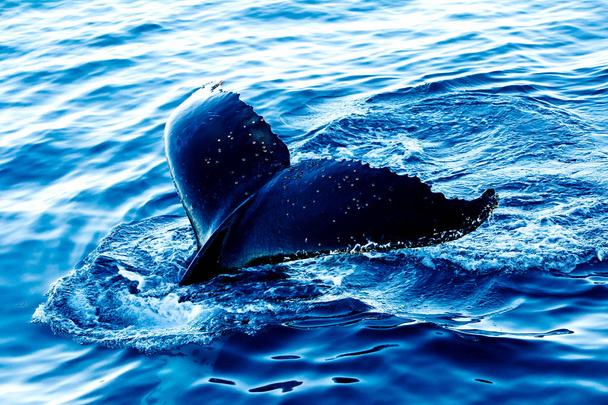 Горбатые киты ныряют - показывая хвост
 - Фото, изображение