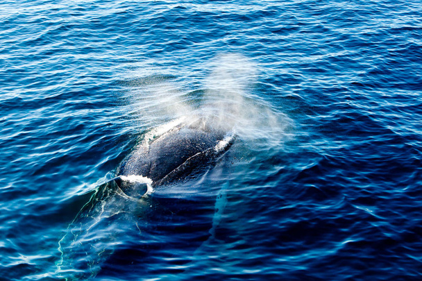 Humpback Whale superficie e spruzzando acqua attraverso blowhole
 - Foto, immagini