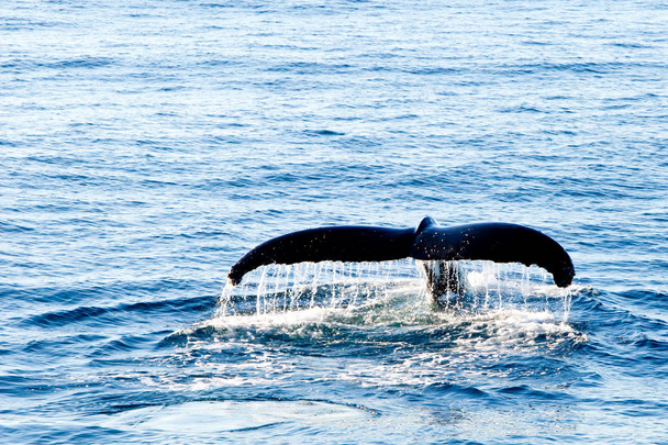 Καμπούρης φάλαινα καταδύσεις - που δείχνει το νερό που αναβλύζει σε ουρά - Φωτογραφία, εικόνα