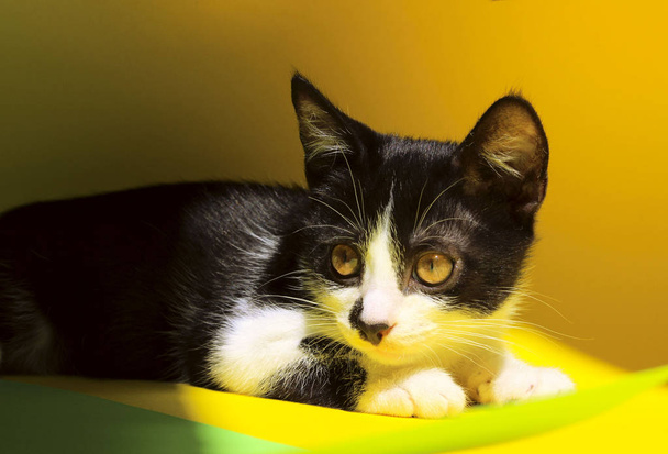 Sarı arka plan üzerinde döşeme sevimli siyah yavru kedi. - Fotoğraf, Görsel