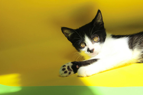 Sarı arka plan üzerinde döşeme sevimli siyah yavru kedi. - Fotoğraf, Görsel