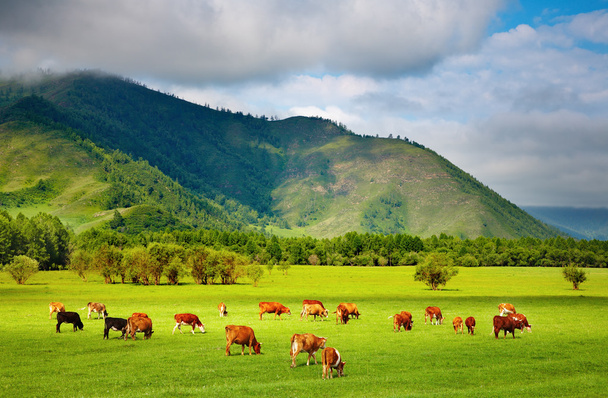 Legeltetett tehenek - Fotó, kép
