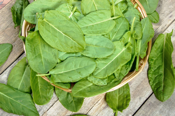 Les feuilles de verdure, d'oseille et d'épinard. Concentration sélective
. - Photo, image