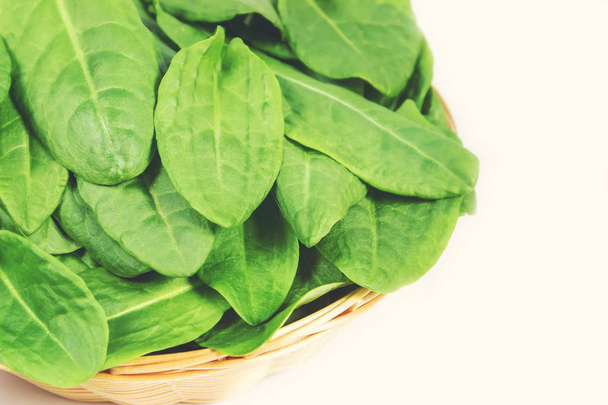 The leaves of greens, sorrel and spinach. Selective focus. - Photo, Image