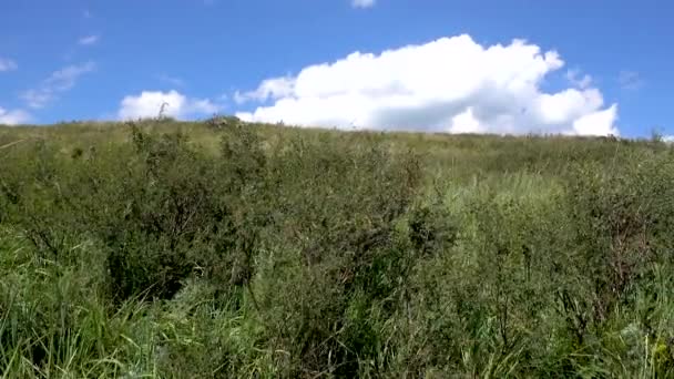 Yellow-green hill and sky with clouds. Wild grasses. - Footage, Video