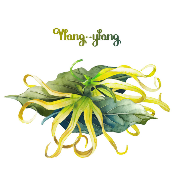 Acquerello ylang ylang
 - Vettoriali, immagini