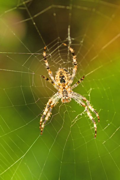 garden spider, Araneus diadematus - Photo, Image