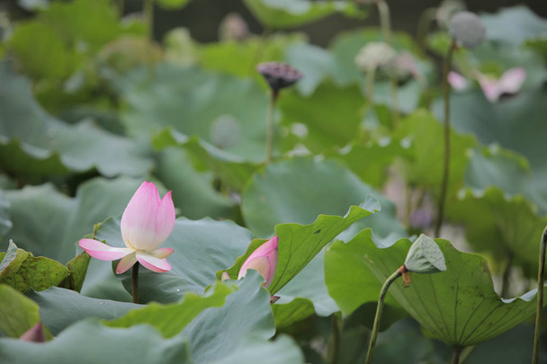 Fiore di loto con bello al giorno della pioggia
 - Foto, immagini