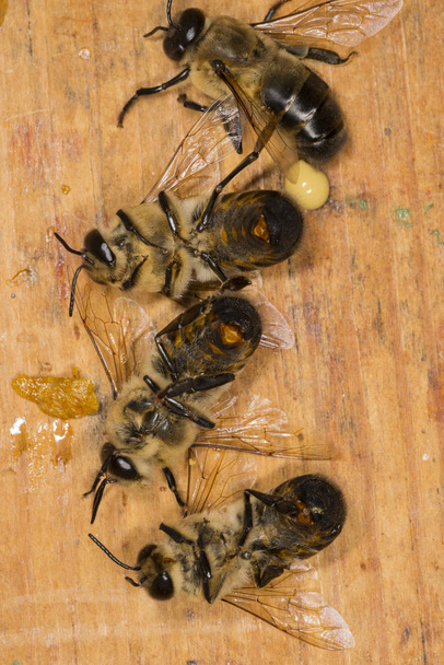 Drones in a beehive - Фото, зображення