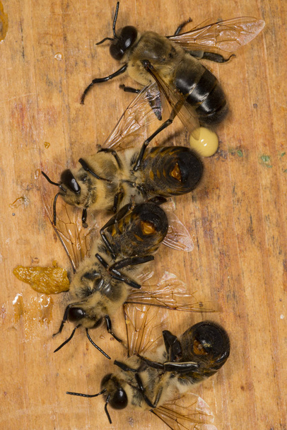 Drones in a beehive - Foto, Imagen