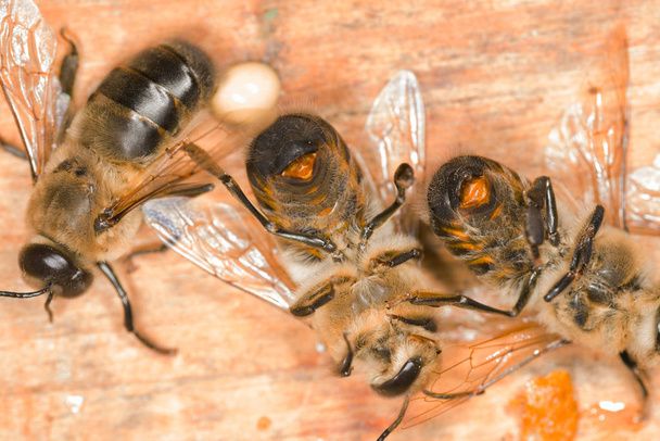 Drones in a beehive - Фото, зображення